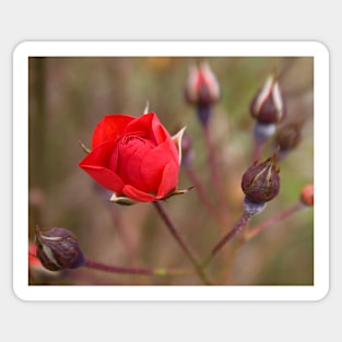 Red Rose Bud Sticker